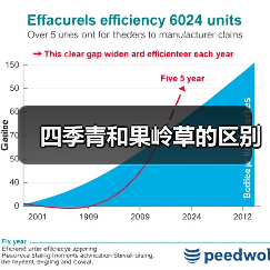 四季青和果岭草的区别（图2）