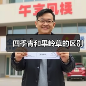 四季青和果岭草的区别（图4）