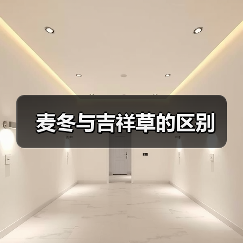 麦冬与吉祥草的区别（图4）