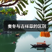 麦冬与吉祥草的区别（图3）