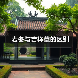 麦冬与吉祥草的区别（图1）