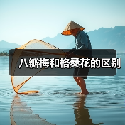 八瓣梅和格桑花的区别（图4）