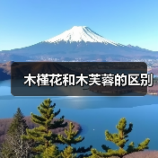 木槿花和木芙蓉的区别（图2）