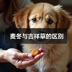 麦冬与吉祥草的区别（图2）