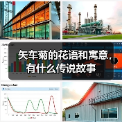矢车菊的花语和寓意，有什么传说故事（图4）
