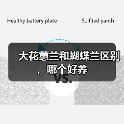 大花蕙兰和蝴蝶兰区别，哪个好养（图3）