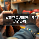 紫荆花会结果吗,紫荆花的介绍(图3) 紫荆花会结果吗,紫荆花的介绍(图3)