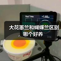 大花蕙兰和蝴蝶兰区别，哪个好养（图1）