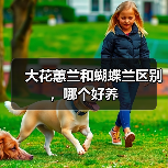 大花蕙兰和蝴蝶兰区别，哪个好养（图2）