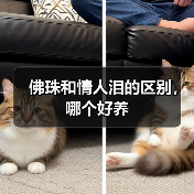 佛珠和情人泪的区别，哪个好养（图3）