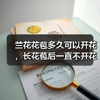 兰花花苞多久可以开花，长花苞后一直不开花怎么办（图3）