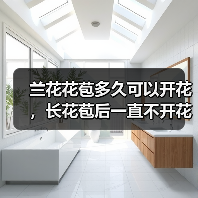 兰花花苞多久可以开花，长花苞后一直不开花怎么办（图2）