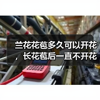 兰花花苞多久可以开花，长花苞后一直不开花怎么办（图1）