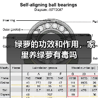 绿萝的功效和作用，家里养绿萝有毒吗（图3）