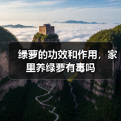 绿萝的功效和作用，家里养绿萝有毒吗（图1）