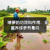 绿萝的功效和作用，家里养绿萝有毒吗（图2）