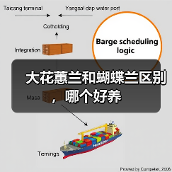 大花蕙兰和蝴蝶兰区别，哪个好养（图2）