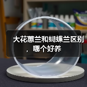 大花蕙兰和蝴蝶兰区别，哪个好养（图1）