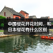 中国樱花开花时间，和日本樱花有什么区别（图2）