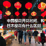 中国樱花开花时间，和日本樱花有什么区别（图4）