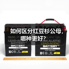如何区分红豆杉公母，哪种更好？（图4）