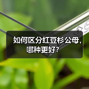 如何区分红豆杉公母，哪种更好？（图2）