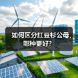 如何区分红豆杉公母，哪种更好？（图3）
