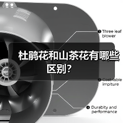 杜鹃花和山茶花有哪些区别？（图4）