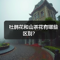 杜鹃花和山茶花有哪些区别？（图1）