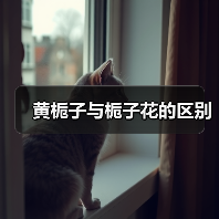 黄栀子与栀子花的区别（图1）