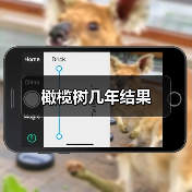 橄榄树几年结果（图2）