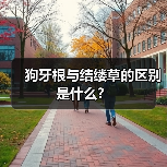 狗牙根与结缕草的区别是什么？（图3）