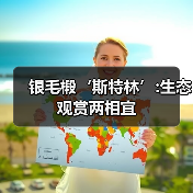 银毛椴‘斯特林’:生态观赏两相宜（图2）