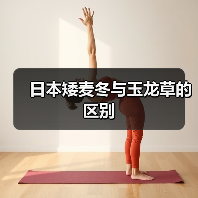 日本矮麦冬与玉龙草的区别（图1）