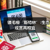 银毛椴‘斯特林’:生态观赏两相宜（图3）