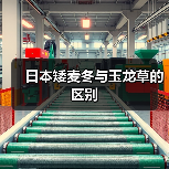 日本矮麦冬与玉龙草的区别（图2）
