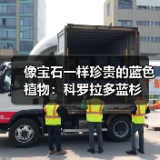 像宝石一样珍贵的蓝色植物：科罗拉多蓝杉（图2）