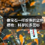 像宝石一样珍贵的蓝色植物：科罗拉多蓝杉（图4）