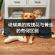 硫磺熏的玫瑰花与普通的有何区别（图3）