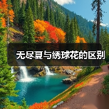 无尽夏与绣球花的区别（图2）