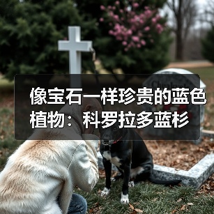 像宝石一样珍贵的蓝色植物：科罗拉多蓝杉（图1）