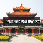 扫帚梅和格桑花的区别（图3）