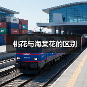 桃花与海棠花的区别（图3）