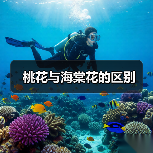 桃花与海棠花的区别（图1）