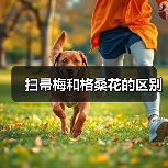 扫帚梅和格桑花的区别（图4）