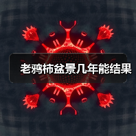 老鸦柿盆景几年能结果（图1）