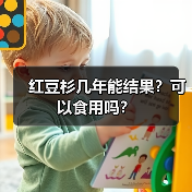 红豆杉几年能结果？可以食用吗？（图2）