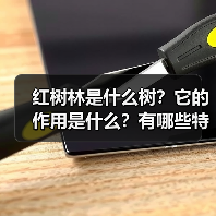 红树林是什么树？它的作用是什么？有哪些特殊之处？（图1）