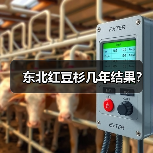 东北红豆杉几年结果？（图3）