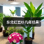 东北红豆杉几年结果？（图2）